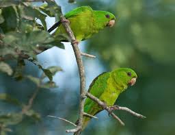 Green Parrot (Parakeet) Pair