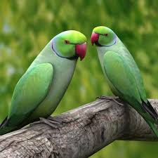 Green Parrot (Parakeet) Pair