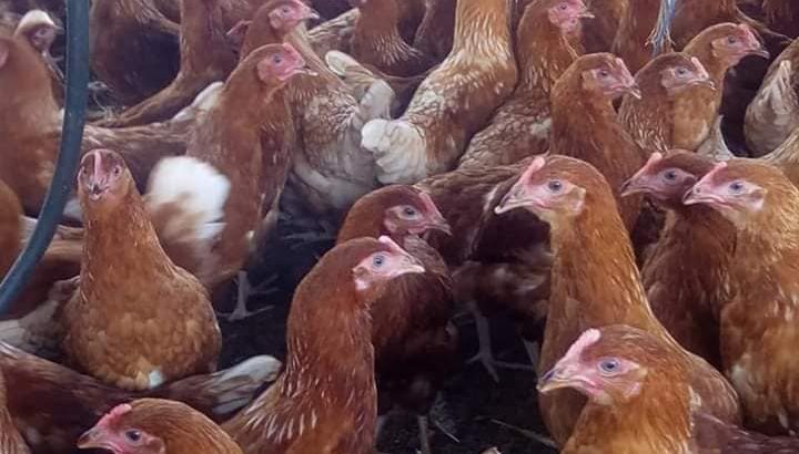 PRICE & LIST FOR FRESH EGGS WE DELIVER0 CRATES ABOVE PAY ON DELIVERY FOR THOS