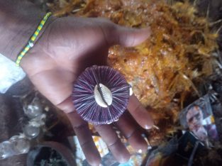 The real powerful spiritual herbalist spell caster in africa+2348076364703