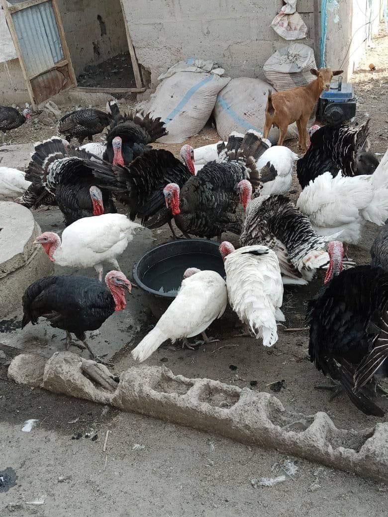 Agrited broilers for sale 750 call me on 08162129070