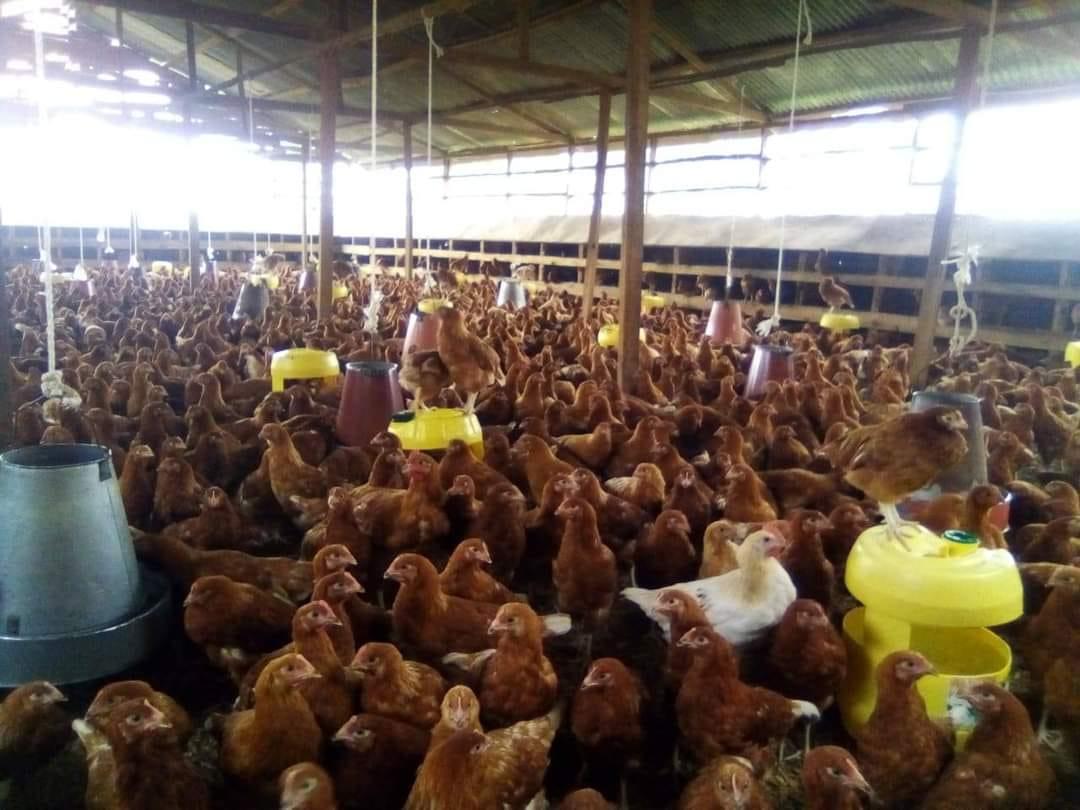 Points of lay turkey and points in f lay chicken for sale call 08162129070